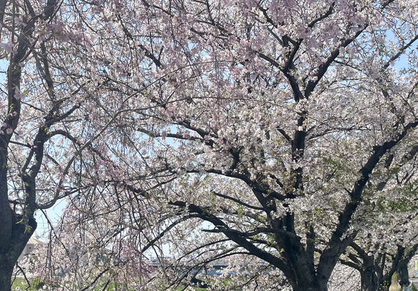 IMG_1100_コピー